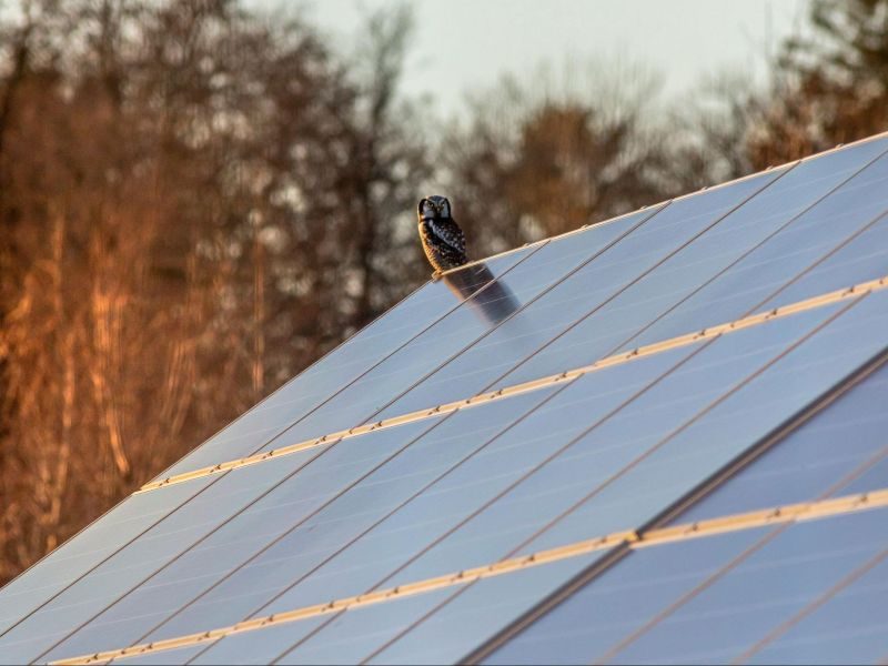 The Dirt Dilemma_ Tackling Common Issues in Solar Panel Cleaning - blog